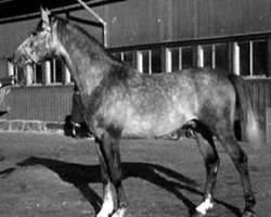 stallion Grojor ox (Arabian thoroughbred, 1967, from Exelsjor ox)