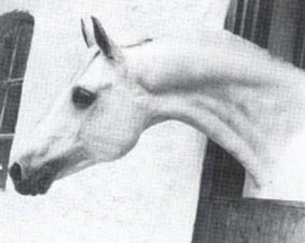 stallion Diamant ox (Arabian thoroughbred, 1968, from Exelsjor ox)