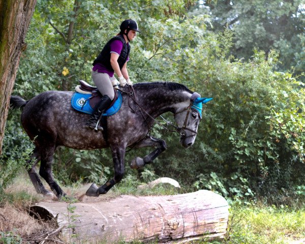 jumper Contini 5 (Holsteiner, 2002, from Coriano)