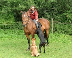 broodmare Caprice 360 (German Sport Horse, 1991, from Cortino II)