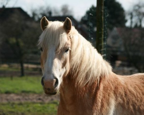 horse Maxi (Haflinger, 2002, from Mon Ami)