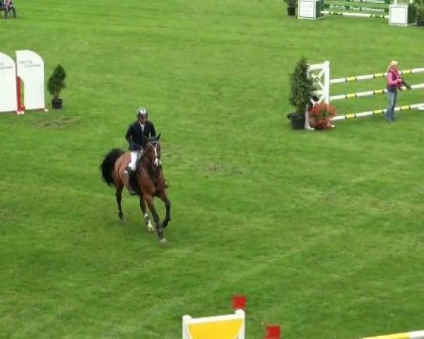 jumper Cora D (Hanoverian, 2006, from Converter)