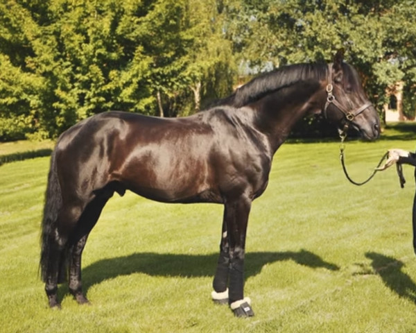 stallion Morricone (Oldenburg, 2012, from E.H. Millennium)