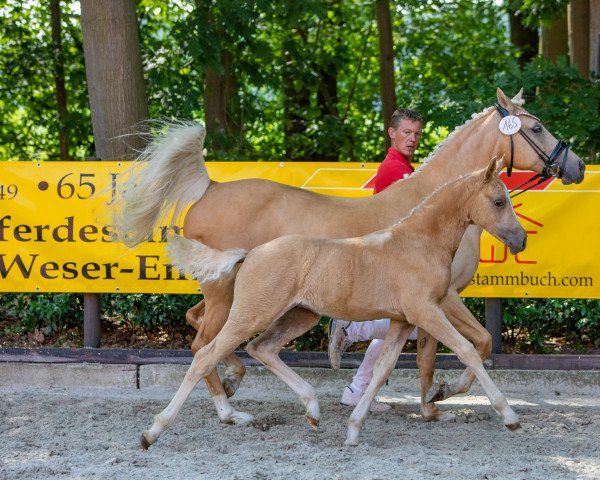 dressage horse Cafe Crema (German Riding Pony, 2022, from D-Gold AT NRW)