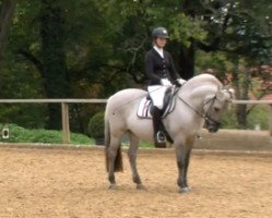 dressage horse Thorben 5 (Fjord Horse, 2005, from Taro)