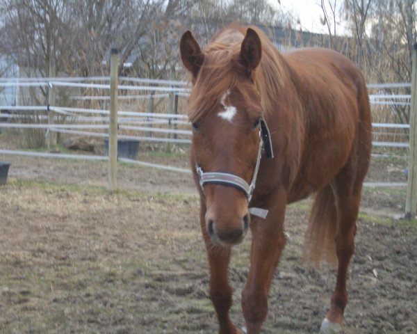 horse Walking Dream (Hanoverian, 2003, from Wendehals)