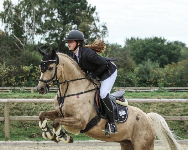 jumper Top Goldi (German Riding Pony, 2014, from Dempsey R)