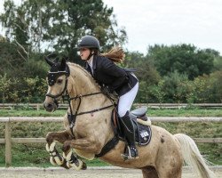 jumper Top Goldi (German Riding Pony, 2014, from Dempsey R)