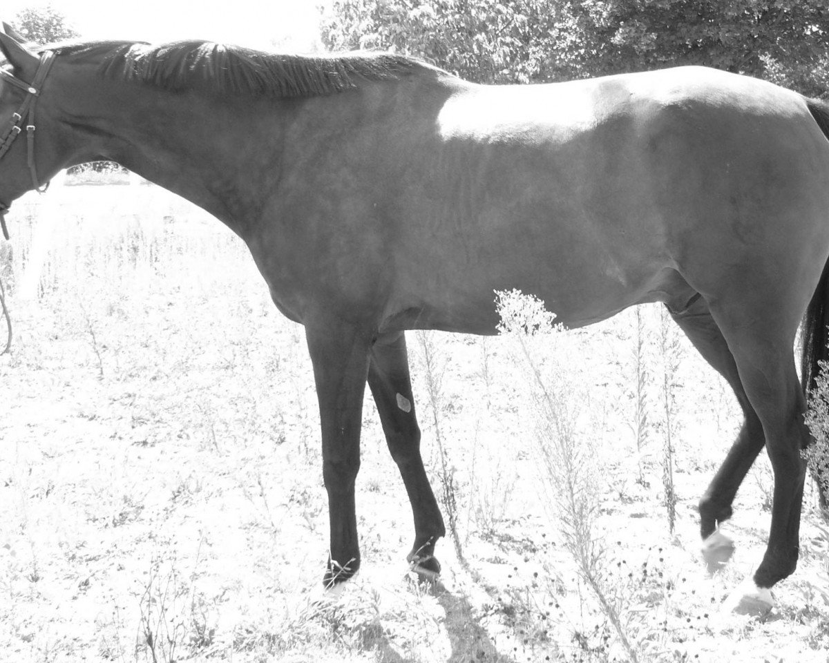 Pferd Windtraum (Edles Warmblut, 2000, von Windhauch xx)