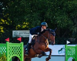 jumper Indotto (Oldenburg show jumper, 2017, from Incolor)