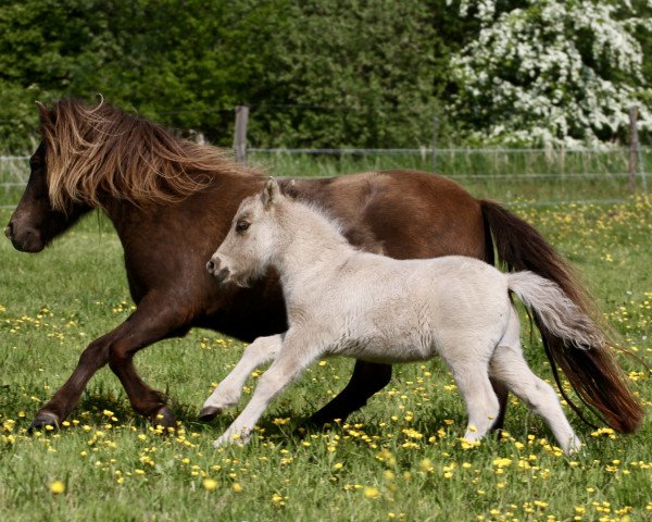 horse Kalor Rockys Tribute (Shetland Pony, 2022, from Skovmosens Rustik)