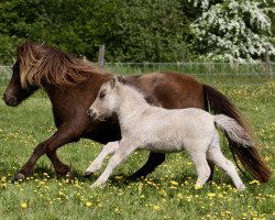 Pferd Kalor Rockys Tribute (Shetland Pony, 2022, von Skovmosens Rustik)