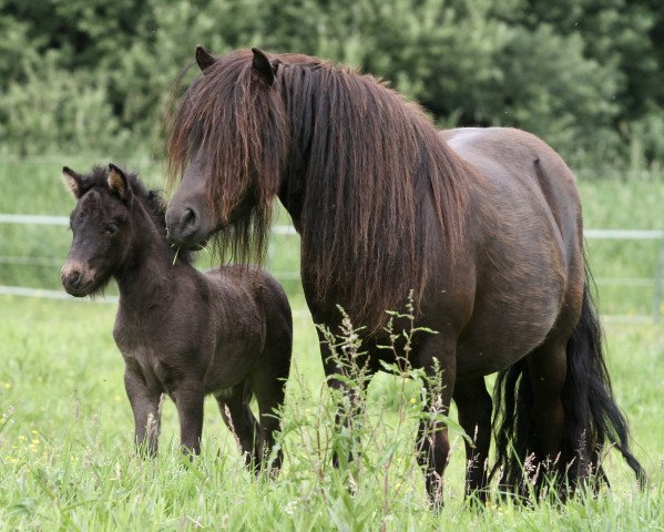 horse Kalor Bohemian Rhapsody (Shetland Pony, 2022, from Likedeelers Gajus)