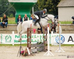 stallion Diokles (Little-Poland (malopolska), 2007, from Haracz)