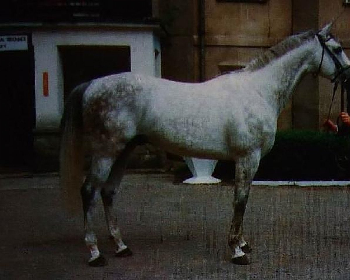 Deckhengst First des Termes AA (Anglo-Araber, 1993, von Fol Avril AA)