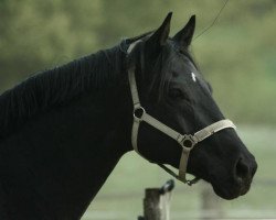 dressage horse Don Juan (Westphalian, 2002, from Dollmann)