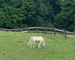 horse Lucky Supreme (Little-Poland (malopolska), 2003, from Chef Supreme xx)