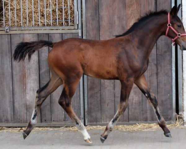 Springpferd Hermine (Westfale, 2022, von Hickstead Blue)