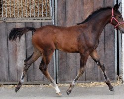 Pferd Hermine (Westfale, 2022, von Hickstead Blue)