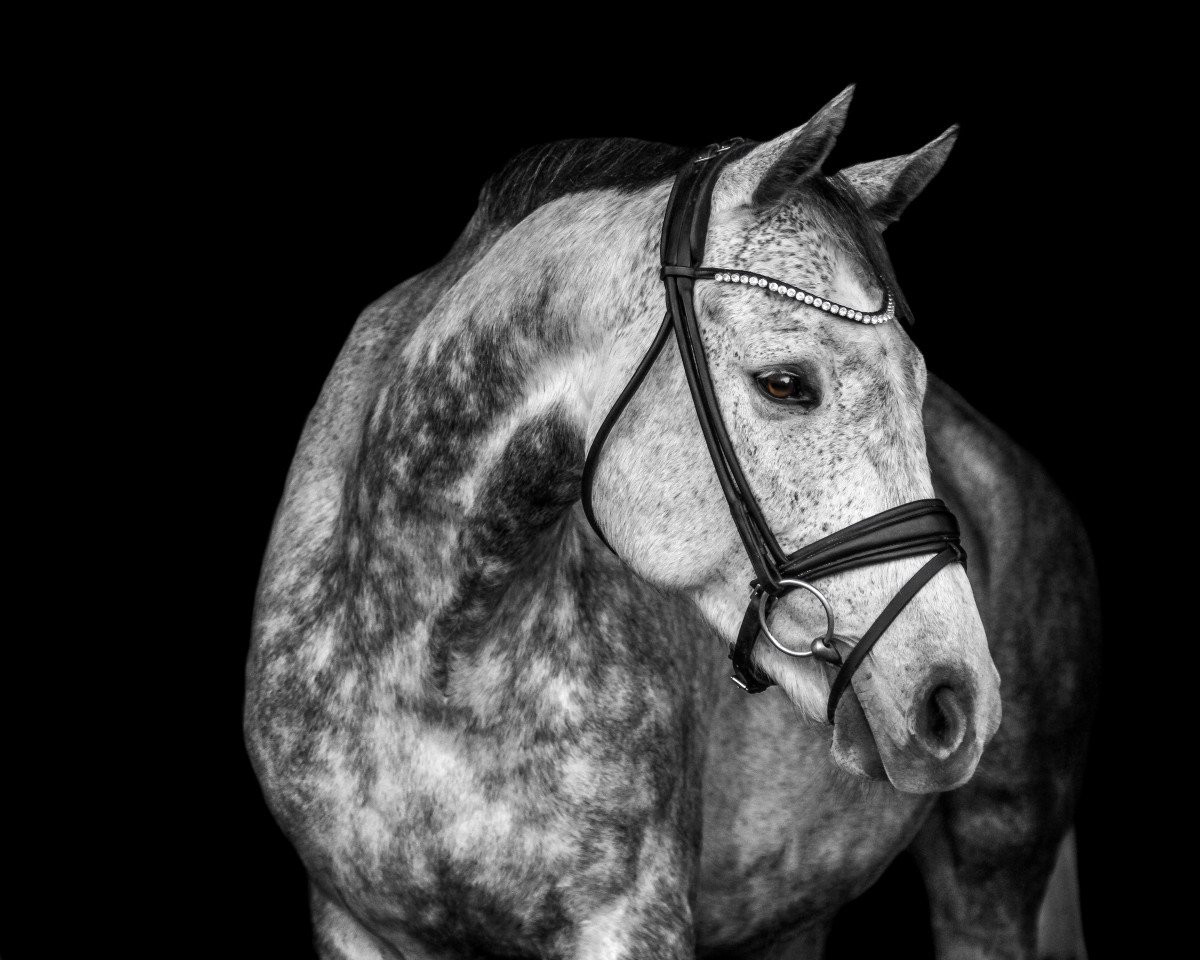 jumper Classic Dinalgo (German Sport Horse, 2015, from Discar)