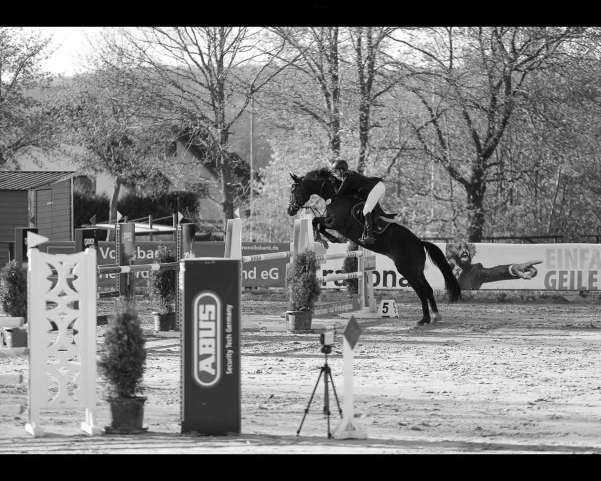 Springpferd Smokey Pete Zg (Hannoveraner, 2014, von Scuderia)