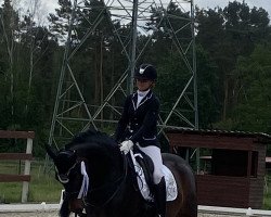 dressage horse Qu Elle (German Sport Horse, 2012, from Quaterback)