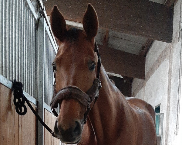 dressage horse Harmonie 319 (Hanoverian, 2009, from Hochadel)