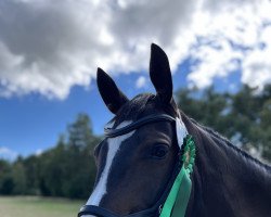 jumper Milano 280 (German Riding Pony, 2016, from Miraculix)