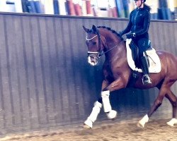 dressage horse Ws Mr. Berny (German Riding Pony, 2018, from FS Mr. Right)