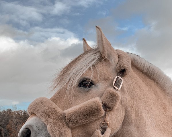 horse Frydenslysts Aya (Pony without race description, 2009, from Frederik Skovå)