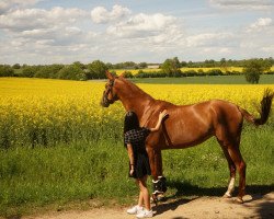 dressage horse Drombusch's Almmärchen (Hannoveraner, 2012, from Drombusch)