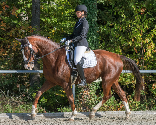 broodmare Maloja G (German Sport Horse, 2014, from Don Diamond)