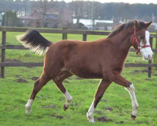 dressage horse Vasari Vom Derkingshof (German Riding Pony, 2015, from VIP 2)