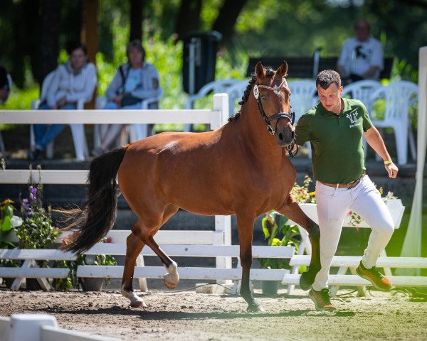 dressage horse Assenmacher’s Glücksfee (German Riding Pony, 2019, from Glück Auf A)