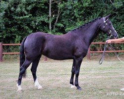 horse Imperial March (Welsh Partbred, 2017, from Marchi)