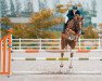 jumper Mailbox (Oldenburg show jumper, 2013, from HH Messenger)