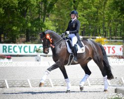 dressage horse Bella Rouge (Oldenburg, 2012, from Bordeaux 28)