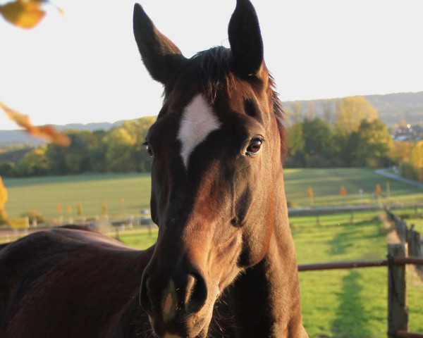 broodmare Sohara (Westphalian, 2012, from Son of Cologne)