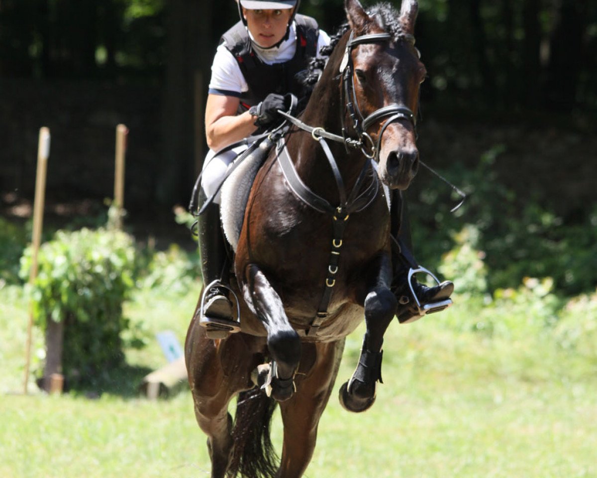 Deckhengst Vincenzo (Deutsches Reitpony, 2006, von Vivaldi)