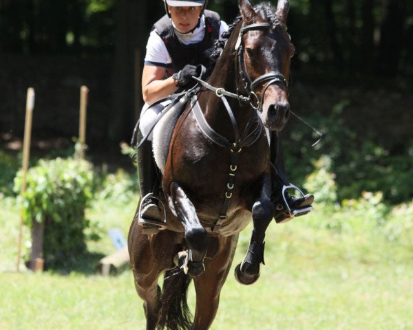 stallion Vincenzo (German Riding Pony, 2006, from Vivaldi)