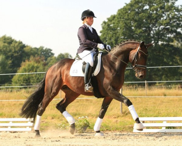 dressage horse Adomat (Trakehner, 2013, from Rheinklang)