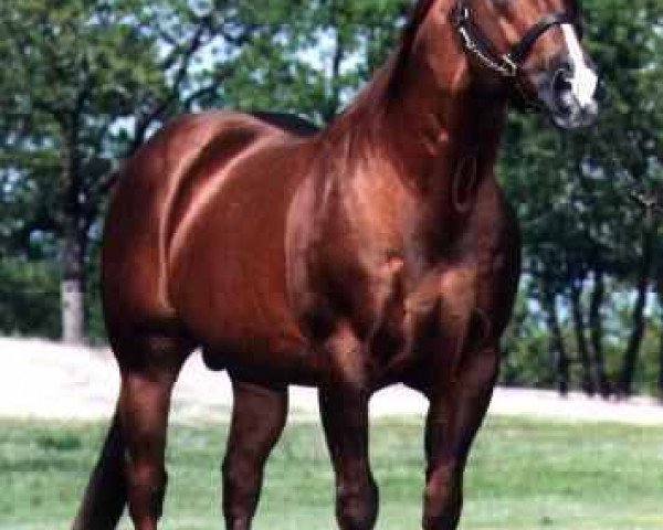 stallion Freckles Playboy (Quarter Horse, 1973, from Jewel's Leo Bars)