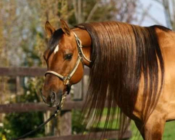 stallion Hes A Steppin Jac (Quarter Horse, 1989, from Hollywood Jac 86)