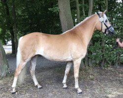 broodmare Weißgold (Haflinger, 2019, from Witali)