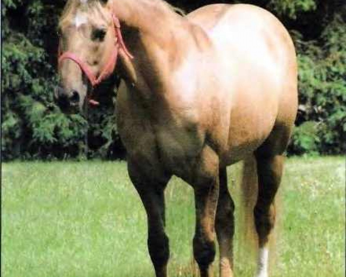 Deckhengst Hollywood Jac 86 (Quarter Horse, 1967, von Easter King)