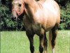 stallion Hollywood Jac 86 (Quarter Horse, 1967, from Easter King)