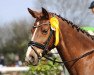 broodmare Steendiek's Arizona (German Riding Pony, 2006, from Auheim's Maximus)