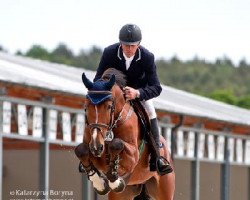 jumper Chacco Amicor Zm (Oldenburg show jumper, 2009, from Chacco-Blue)