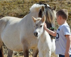 Pferd Linnea (Fjordpferd, 2022, von Ilribo)