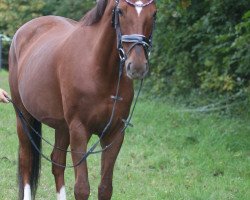 broodmare Duchess of Hearts (Rhinelander, 2009, from Donnerhall)